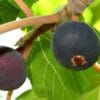 bedu timla तिमला fruit jam chutney