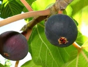 bedu timla तिमला fruit jam chutney