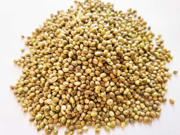 organic bhang seeds uttarakhand himaliya