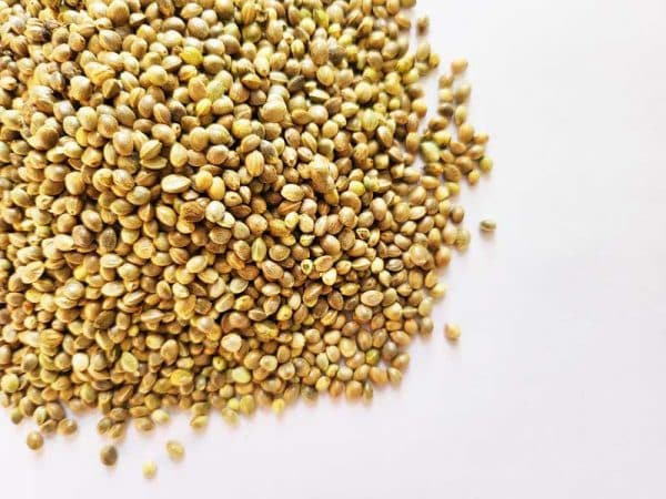 pahadi hemp seeds from uttarakhand