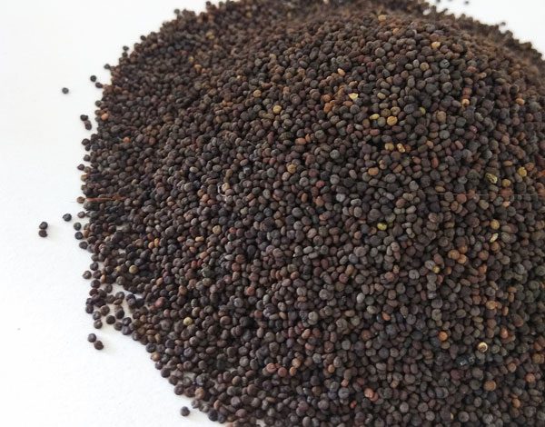 Pahari Black Jakhiya Seeds