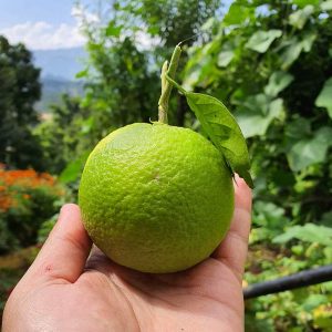pahari malta fruit