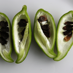 Pahari mithe karele seeds