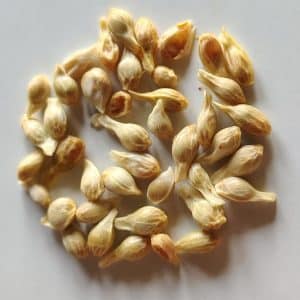 pahadi malta ke beej