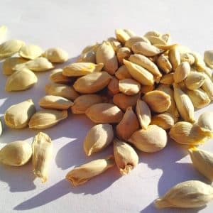 pahadi nimbu chukh seeds