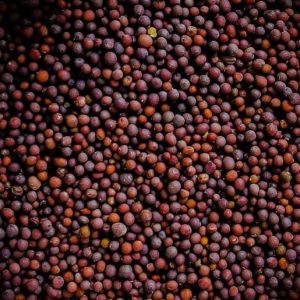 pahadi uttakhandi rai seeds