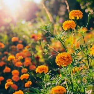 pahari hajari genda flowes